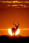 72 - IMPALA AU SOLEIL - VEKEMANS MURIEL - belgium